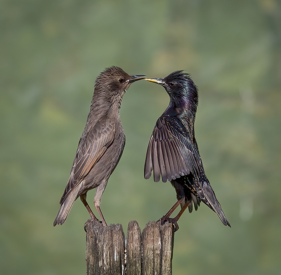 Starling Face Off by Janet Taylor - 1st place, Nature